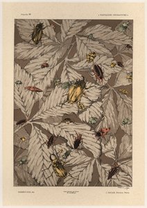Besouros, placa 38 de &39;Fantasias Decorativas&39;, gravada por Gillot, publicada por Jules Rouam, Livraria de Arte, Paris, 1887 (gravura a cor) de Jules Auguste Habert Dys