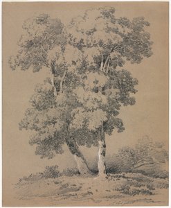 Estudo das Árvores, século XIX.