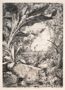 Plantas da estufa, 1872. de Jules Ferdinand Jacquemart