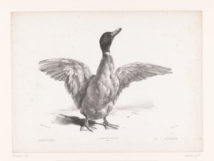 Estudo de um pato com asas abertas
Estudos com animais (título da série)
Petites études d