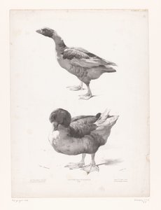 Estudo de um ganso e de um pato
Estudos com animais (título da série)
Petites études d