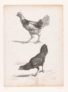 Studie van twee kippen
Dierstudos (título da série)
Estudos com animais pequenos (título da série) de Jules Joseph Augustin Laurens