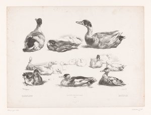 Estudos de grupos de patos mentirosos
Estudos com animais (título da série)
Petites études d