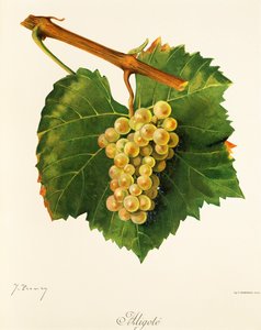 Uva "Aligote" de J. Troncy de Jules Troncy
