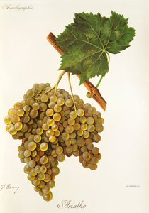 Uva Arinto por J. Troncy de Jules Troncy