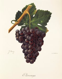 Uva Arrouya de J. Troncy de Jules Troncy
