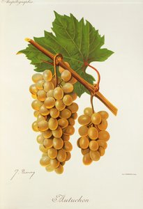 Uva autuchon por J. Troncy de Jules Troncy