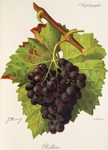 Uva Bellino de J. Troncy de Jules Troncy