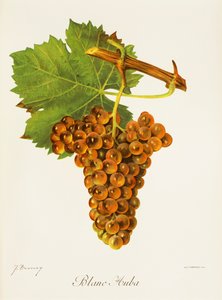 Uva Auba Blanc de J. Troncy de Jules Troncy