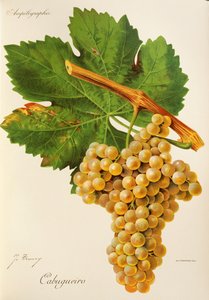 Cabugueiro grape by J. Troncy de Jules Troncy