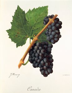 Uva do Canadá por J. Troncy de Jules Troncy