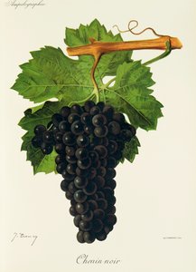 Uva Chenin Noir de J. Troncy de Jules Troncy
