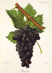 Uva Cinsaut de J. Troncy de Jules Troncy