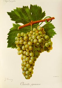 Clairette Egreneuse uva por J. Troncy de Jules Troncy