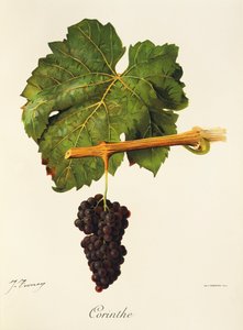 Corinthe uva por J. Troncy de Jules Troncy