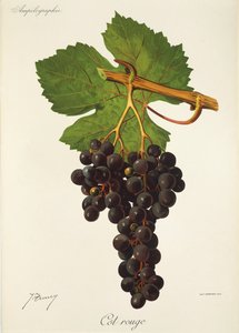 Uva Cot Rouge de J. Troncy de Jules Troncy