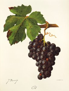 Uva de berço por J. Troncy de Jules Troncy