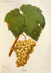 Erdei uva por J. Troncy de Jules Troncy