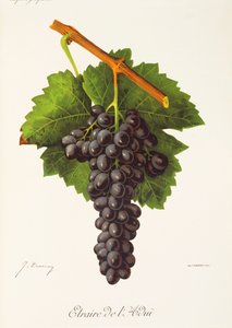 Uva Etraire del