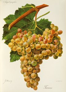 Uva Farana de J. Troncy de Jules Troncy