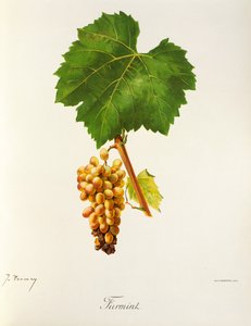 Uva Furmint de J. Troncy de Jules Troncy