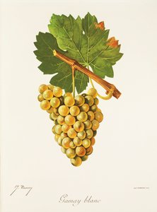 Uva Gamay Blanc de J. Troncy de Jules Troncy