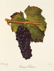 Uva Gamay Freaux por J. Troncy de Jules Troncy