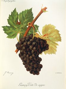 Uva Gamay Tete de Negre por J. Troncy de Jules Troncy