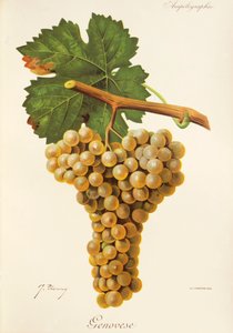 Uva Genovês por J. Troncy de Jules Troncy