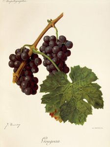 Uva de Gougean por J. Troncy de Jules Troncy