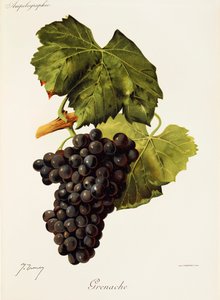 Uva Grenache de J. Troncy