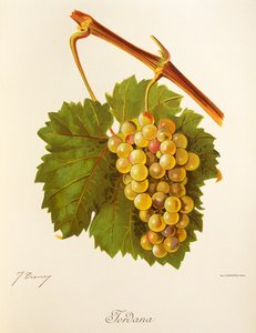 Uva Jordana por J. Troncy de Jules Troncy