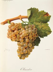 Uva Macabeo de J. Troncy de Jules Troncy