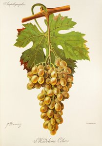 Uva Madeleine Celine de J. Troncy de Jules Troncy