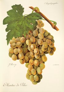 Uva Mantuo de Pilas de J. Troncy de Jules Troncy