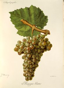 Uva Mauzac Blanc de J. Troncy de Jules Troncy