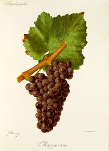 Uva Mauzac Rose de J. Troncy de Jules Troncy