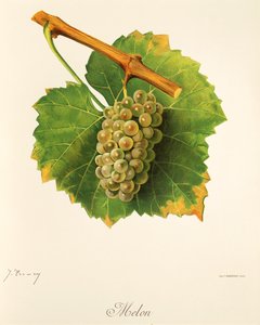 Uva de melão por J. Troncy de Jules Troncy