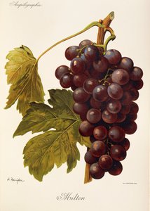 Uva Milton de J. Troncy de Jules Troncy