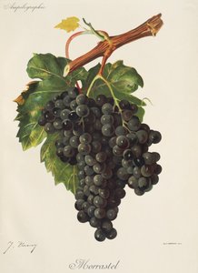Uva Morrastel de J. Troncy de Jules Troncy