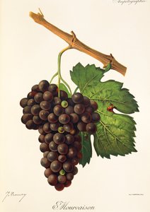 Uva Mourvaison por J. Troncy de Jules Troncy