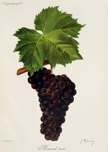 Uva Muscat Noir de J. Troncy de Jules Troncy