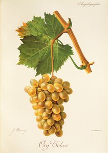 Org Uva Tokos por J. Troncy de Jules Troncy