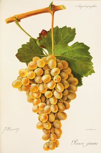 Uva Barriga Amarela de J. Troncy de Jules Troncy