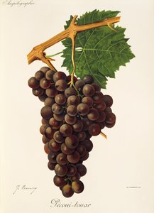 Uva Pecoui-touar de J. Troncy de Jules Troncy