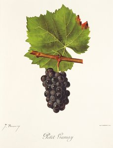 Uva Petit Gamay de J. Troncy