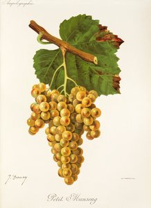 Uva Petit Manseng de J. Troncy de Jules Troncy