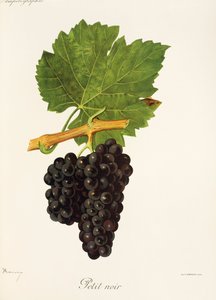 Uva Petit Noir de J. Troncy de Jules Troncy