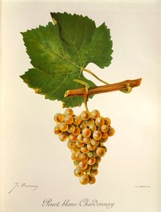 Uva Pinot Blanc Chardonnay de J. Troncy
