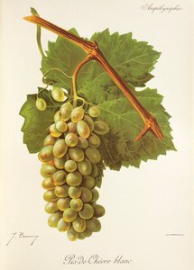 Uva Pis-de-Chevre Blanc de J. Troncy de Jules Troncy